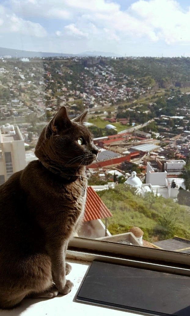 SultanSoli's tweet photo. ...otro buen lugar para ver el sol 😺🌞
#Caturday #CatsOfTwitter https://t.co/ApdltD5kvi