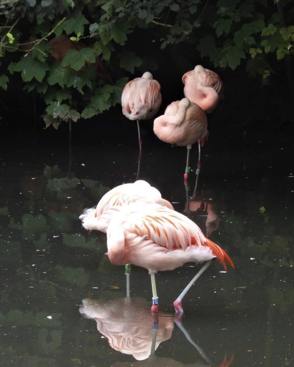 FlamingoSpecGrp's tweet photo. #flamingofriends 

Flamingo friends snooze together at Twycross Zoo. You can easily spot who likes whom in your local flamingo flock, just look for birds side-by-side and where the gaps are between these small clusters of flamingos. https://t.co/b9PPx4JD44