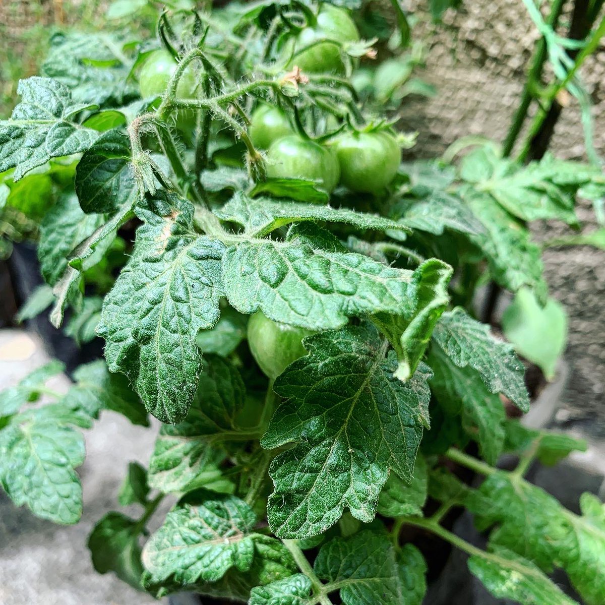 SamiaTacle's tweet photo. Hoy he aumentando unas nuevas integrantes a mi #HuertoEnCasa cultivadas en #RESArefugio que es un centro de acogida para adultos en situación de riesgo en las calles.  Les dejo el link de su Instagram si les interesa hacer uno también 👩🏻‍🌾 

https://t.co/XVtE7ou3fP https://t.co/Axwv28P0i8