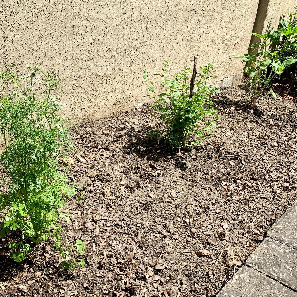 SamiaTacle's tweet photo. Hoy he aumentando unas nuevas integrantes a mi #HuertoEnCasa cultivadas en #RESArefugio que es un centro de acogida para adultos en situación de riesgo en las calles.  Les dejo el link de su Instagram si les interesa hacer uno también 👩🏻‍🌾 

https://t.co/XVtE7ou3fP https://t.co/Axwv28P0i8