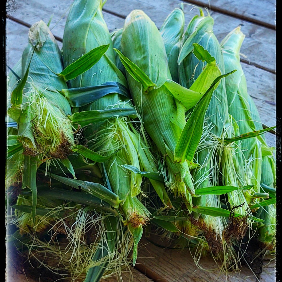 Finally... After 3 years of fighting the deer and weeds... We are getting a decent amount of sweet corn to eat! Yum! #growyourown #sweetcorn #containitgrowit
