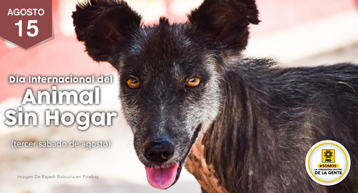 PRDMexico's tweet photo. Desde 1992 se celebra el Día Internacional del Animal sin Hogar al que se suman organizaciones de la sociedad civil con el objetivo de encontrar una solución a la sobrepoblación de animales sin casa, a través de la adopción, esterilización y protección. 
#AdoptaNoCompres https://t.co/YAu4488bdS