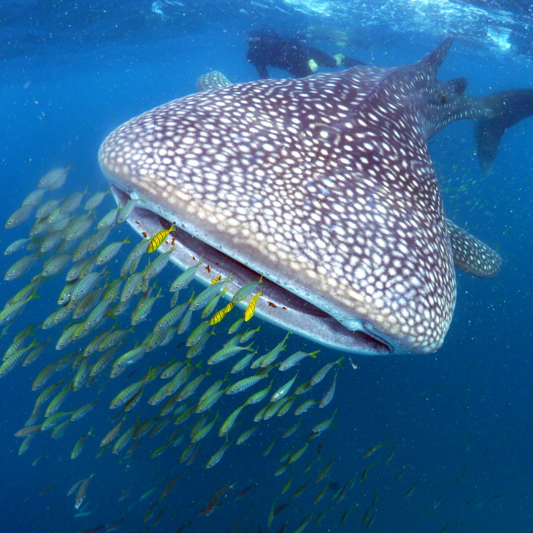 MarineMegafauna's tweet photo. Is @SharkWeek good for sharks?

Discovery Channel's annual event concludes tomorrow. While it has inspired an appreciation of #sealife and #conservation for many, it has also spread fear and dubious science.

Full article: https://t.co/YvOkTijBRu

Photo by Simon Pierce https://t.co/l2aAwOzMXH