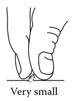DailyRodents tweet picture