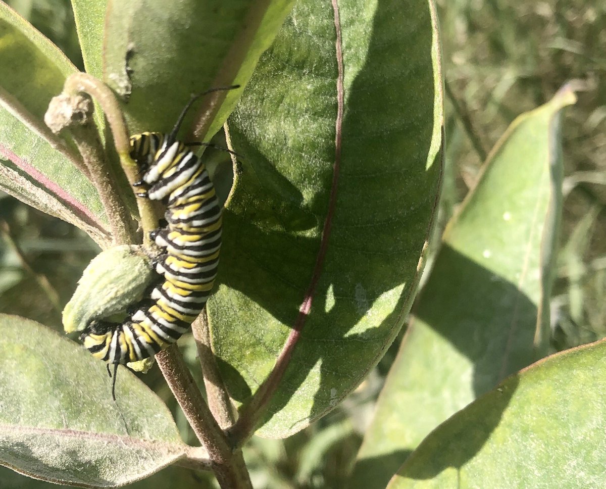 LaguitoGal's tweet photo. 5k on a shady trail to burn off some of that beach-camping Prosecco ๐พ๐
Look at the fantastic critters on the milkweed! A monarch caterpillar & a milkweed-beetle. Great colours, eh?
#CountryRunner #BeautifulBugs https://t.co/2nOO61Knx0