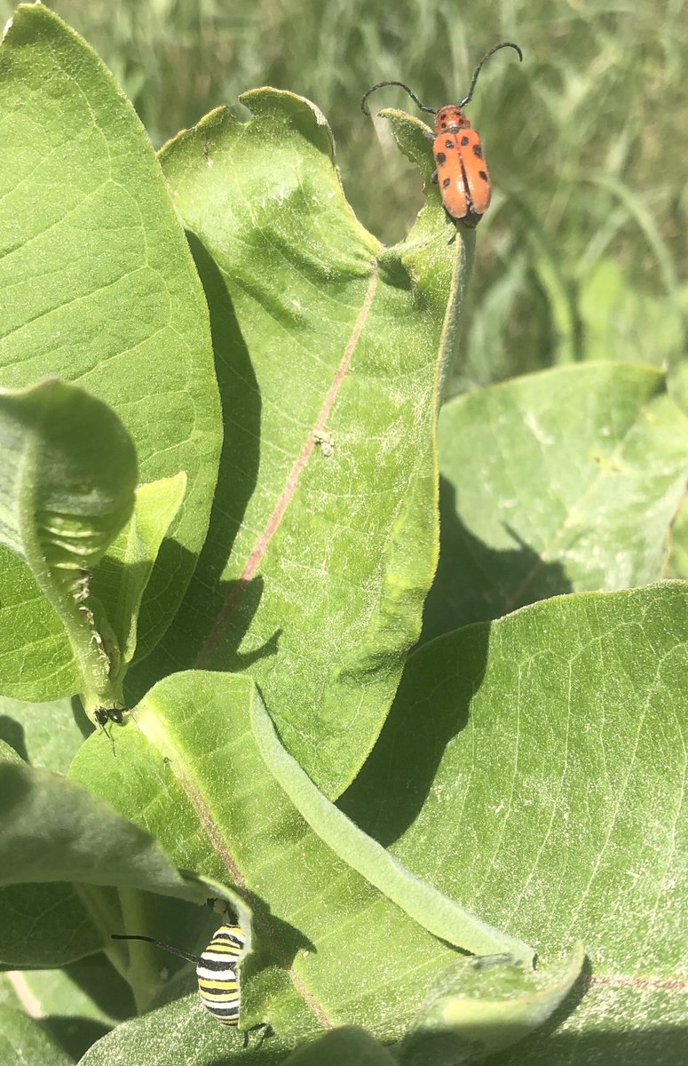 LaguitoGal's tweet photo. 5k on a shady trail to burn off some of that beach-camping Prosecco ๐พ๐
Look at the fantastic critters on the milkweed! A monarch caterpillar & a milkweed-beetle. Great colours, eh?
#CountryRunner #BeautifulBugs https://t.co/2nOO61Knx0