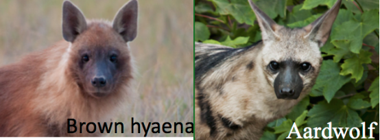 TweetAngola's tweet photo. Hyaena mapping project includes #Angola, ongoing worldwide data call info here https://t.co/sVnh4e6ZOc #conservation https://t.co/fq0VKMT54O