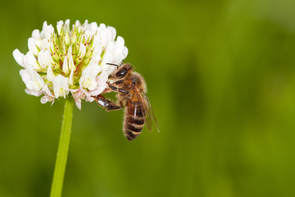 Seid lieb zu Bienen &amp; schützt sie! 🐝 #TagderHonigbiene2020