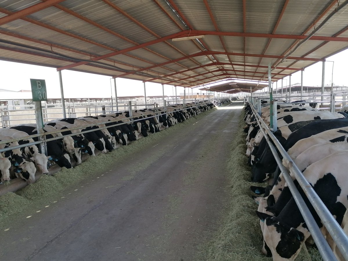 Beef fattening team are doing a great job with these animals #altukhaim #beef #farms #SaudiArabia #DLWG #dairyfarming