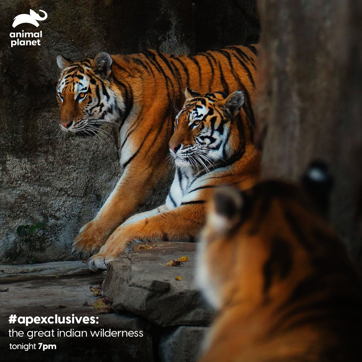 Animal Planet India on Twitter: Animal Planet India on Twitter:
