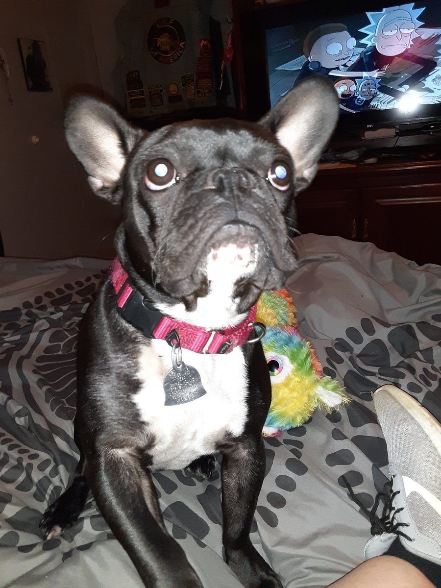 Genia_Scorpio's tweet photo. What Ozzie thinks....
He's always looking up at nothing🤣
#frenchbulldog #Spoiled #Rescued
#AdoptDontShop
#frenchie #Ozzie https://t.co/7a9eVCwveV