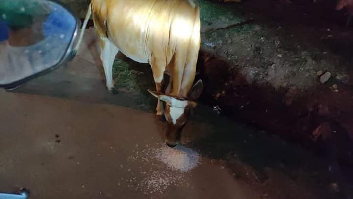 teamsevasft's tweet photo. #4th_Week
#Divya_Aadhaar
#Protection_to_Animals
#CONCERN_FOR_STRAY_ANIMALS_BY_SEVA_SOCIAL_FOUNDATION_TRUST
(Cows and Bulls are labelled with glow stickers in Bhubaneswar)BBSR-30.07.2020 
@BehuraGitanjali @SadasibaParida2 @cgblooddonor @Uditsahuodisha @sadasiba2013 
#Team_Seva https://t.co/eoNVfNNg4K