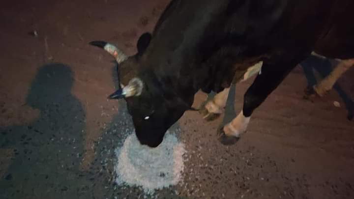 teamsevasft's tweet photo. #4th_Week
#Divya_Aadhaar
#Protection_to_Animals
#CONCERN_FOR_STRAY_ANIMALS_BY_SEVA_SOCIAL_FOUNDATION_TRUST
(Cows and Bulls are labelled with glow stickers in Bhubaneswar)BBSR-30.07.2020 
@BehuraGitanjali @SadasibaParida2 @cgblooddonor @Uditsahuodisha @sadasiba2013 
#Team_Seva https://t.co/eoNVfNNg4K