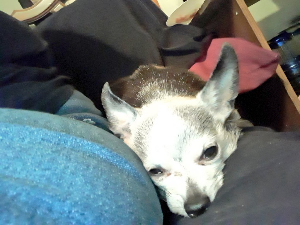 Genia_Scorpio's tweet photo. Your daily dose of Leroy James 
Ready for a nap💤
#Chihuahua #Spoiled #Rescued #AdoptDontShop https://t.co/hXuzOZxtDS