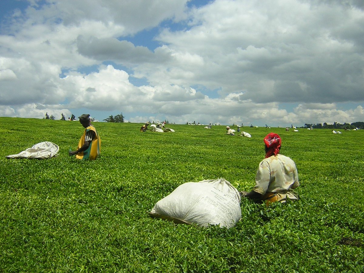 Dejo un muy lindo artículo de donde saqué mucha información (además estuve en tierra Kalenjin en 2013, en la ciudad de Kericho, Kenya, donde se cultiva mucho del té que toma el mundo).Está en inglés, en Internet está lleno de información del tema:  https://www.npr.org/sections/parallels/2013/11/01/241895965/how-one-kenyan-tribe-produces-the-worlds-best-runners