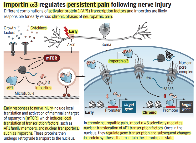 westr's tweet photo. **The #importins of pain https://t.co/1FsVvt6JZ9
#pain => #chronicpain #neuropathicpain #transcription #nucleocytoplasmictransport #cFos #AP1 #transcriptionfactor #analgesia #drugtarget #Importinα3 #Syngap1
FULL Report: https://t.co/5aWCnqeUfw @ScienceMagazine https://t.co/DwPMTUBZrX