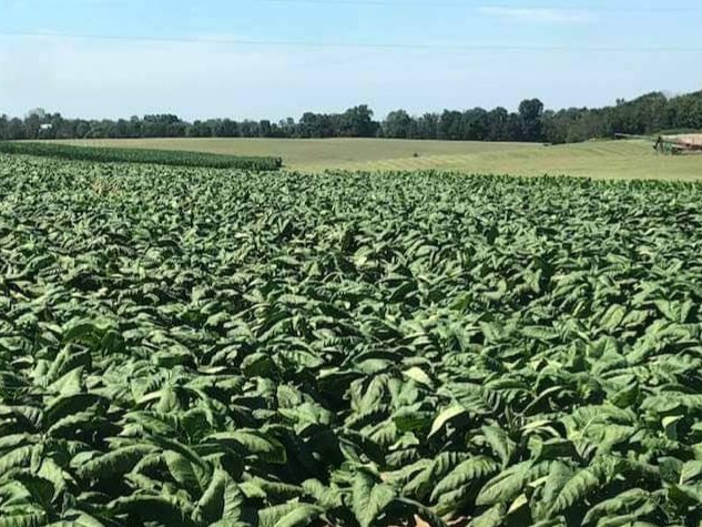 When you think about Marion County, #Kentucky, agricultural productivity is as important as it gets. As of 2017, #agricultural production had a total market value over $60M. With such production, we typically rank in the top 20% of total sales within Kentucky. #TeamKentucky