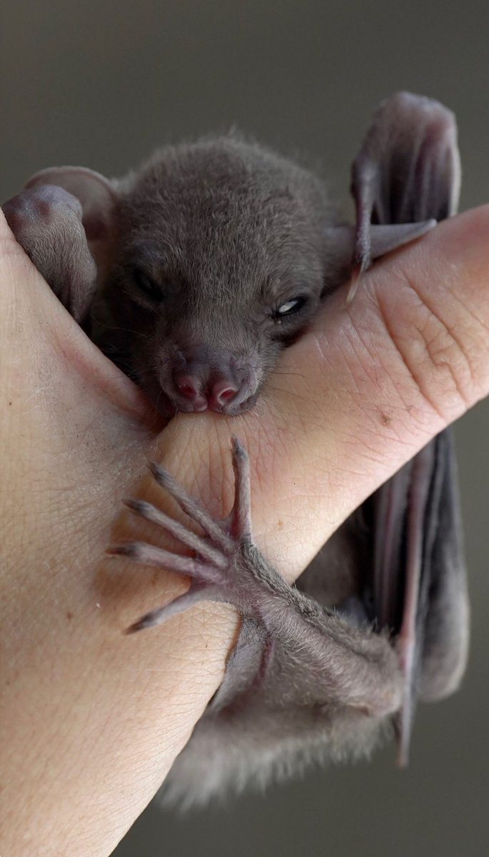 Lharten's tweet photo. #rousettus #fruitbat pups are just too much! #CutenessOverload https://t.co/6Qvg3RVYn3