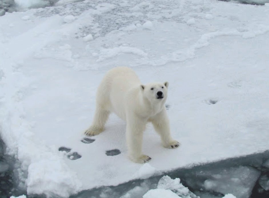 HI_Voices's tweet image. Context no.2: after 2 years with @BAS_News I started @SAMSoceannews 2 weeks after sailing home on the Shackelton I jumped onto the James Clark Ross as a tech @ChangingArctic for #diapod looking at #diapausing #copepod plankton! I'm now the Ships Opps manager, crew, skipper &amp;amp; tech