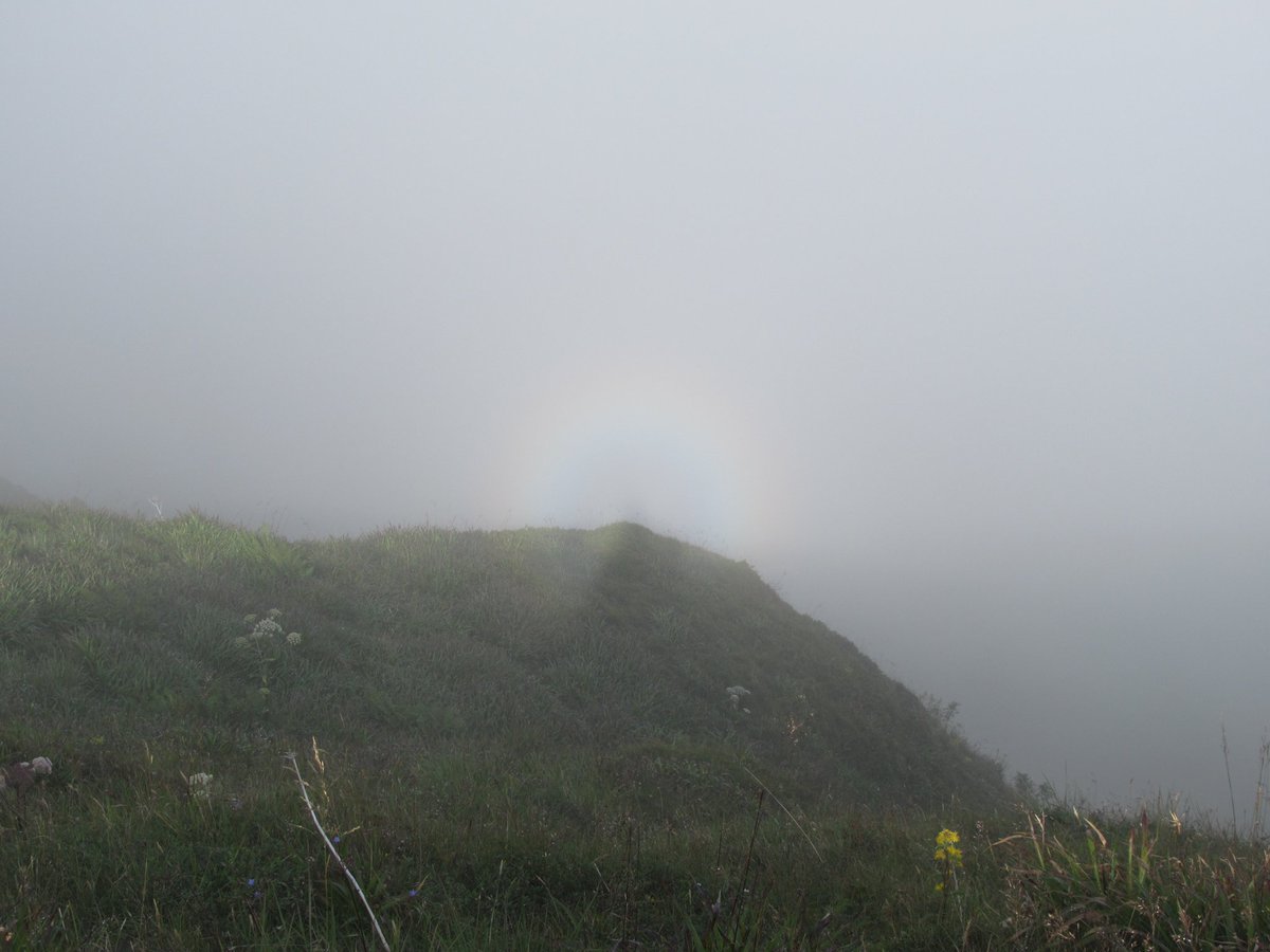 I'll be honest, I'm feeling pretty #stressed this weekend. Getting out in #nature with the #kids always helps. Today we visited the woolly #willow (Salix lanata) &amp; downy willow (Salix lapponum). Cloudy, but that meant we saw a #brockenspectre! #montane #scrub <a href="/SaveNTSrangers/">Save NTS Rangers</a>