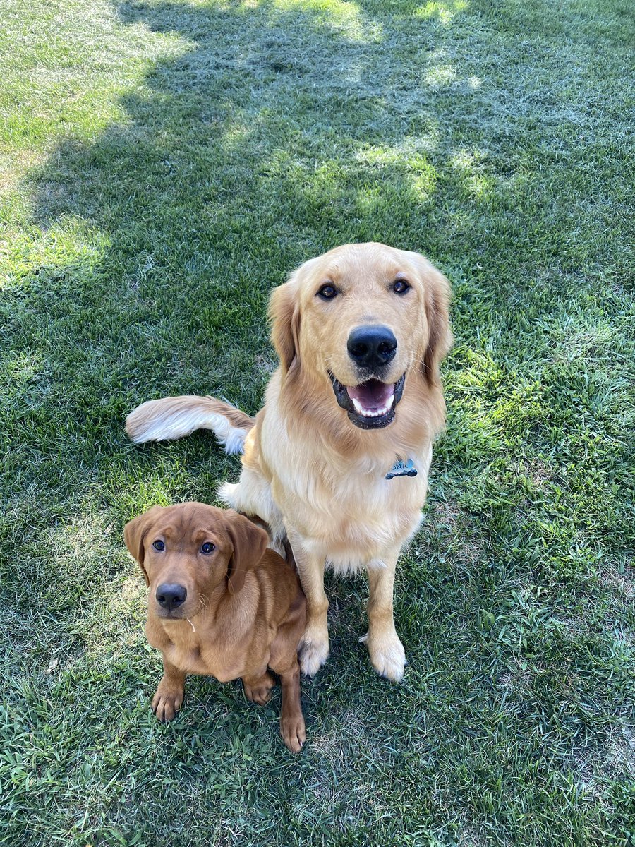 Drue_Addyson's tweet photo. @GoJacksFB Kona - golden 
Penny - lab https://t.co/Lpq3UhSAzt