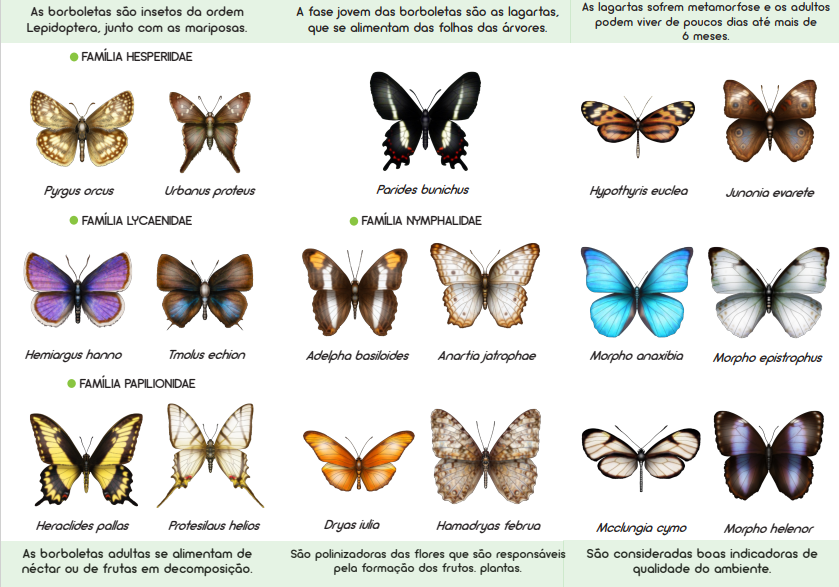 Taticornelissen's tweet photo. Guia ilustrado Borboletas da Serra de São José, Minas Gerais 🦋 @ellobrasil_ https://t.co/xIcdr0bjaj