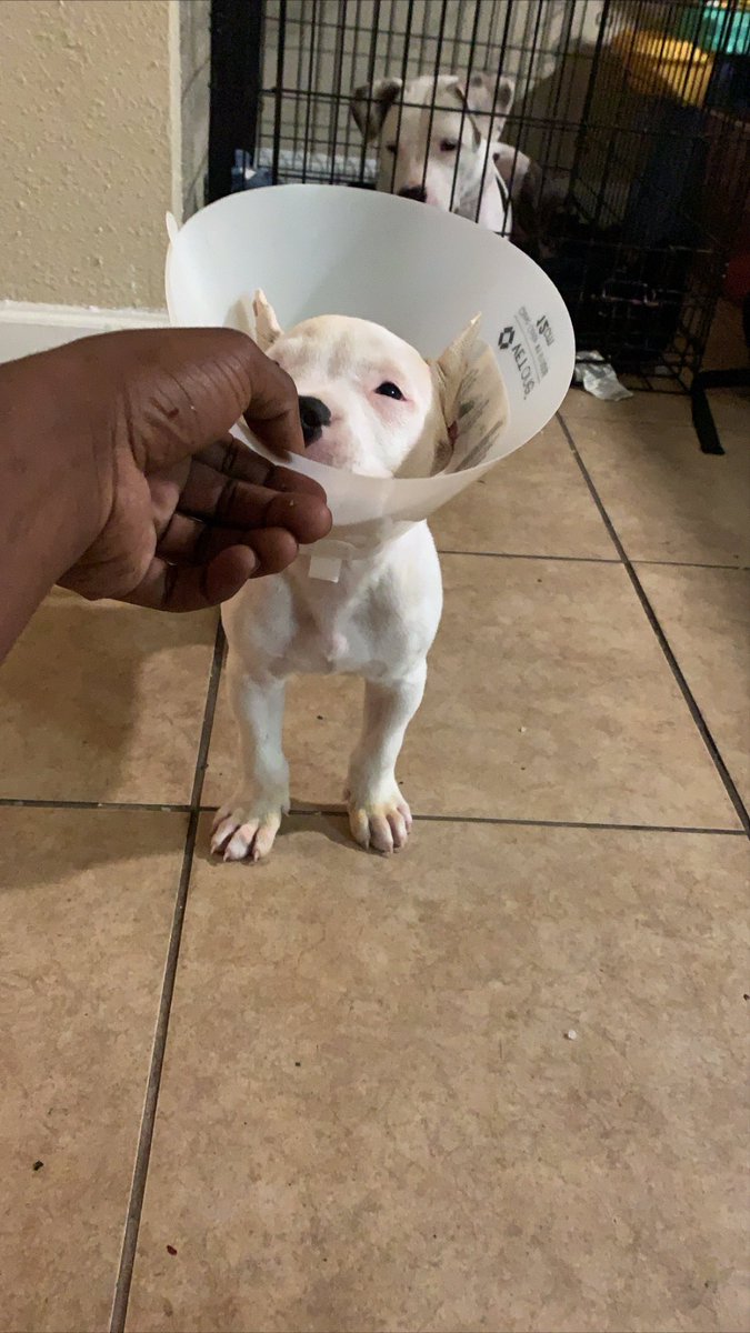 RISHWAYNEWORLD's tweet photo. LIL P WOULD MAKE A GOOD LITTER WITH THE BITCH ON THE RIGHT 🌟 https://t.co/We6GoYP53J