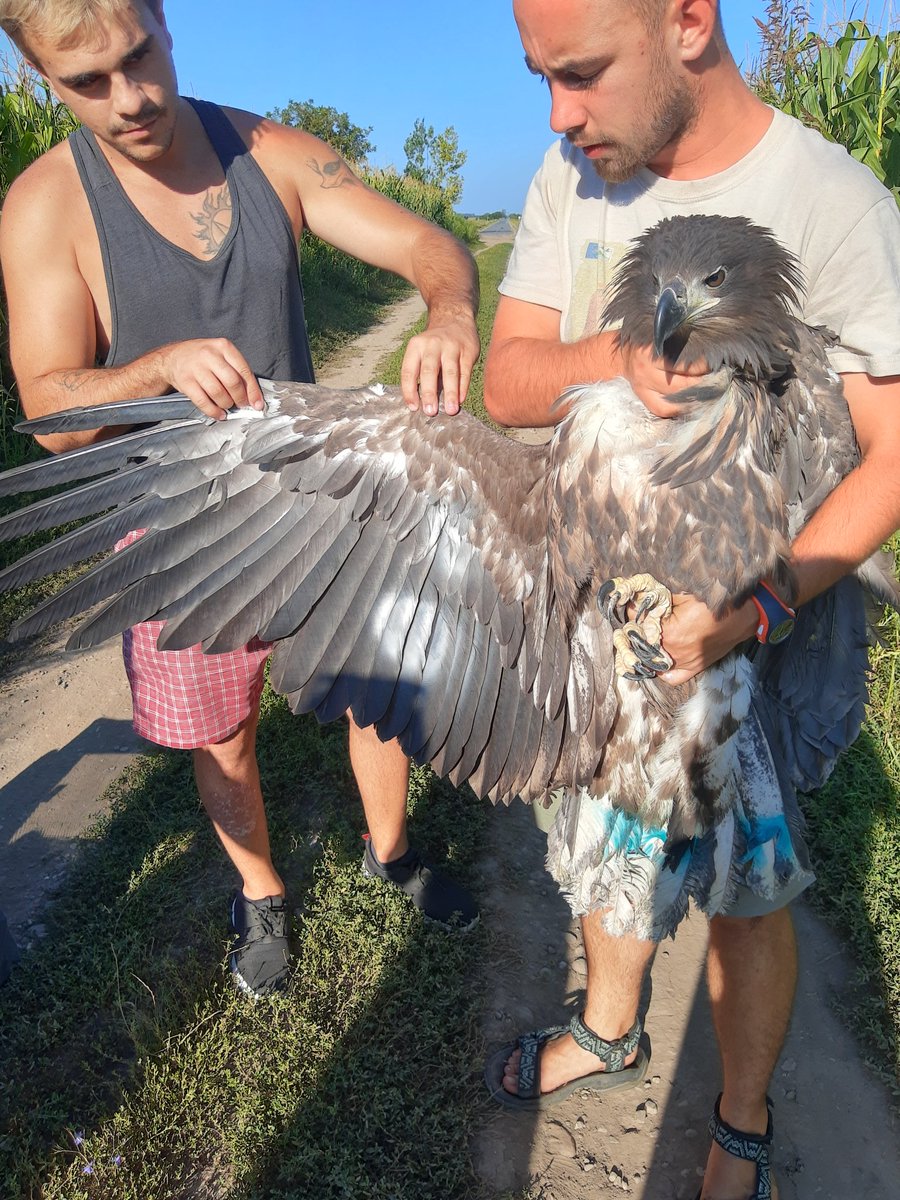 AttilaMarton_'s tweet photo. Releasing a rehabilitated White-tailed Eagle #milvusgroup https://t.co/bRAAJpYCJV