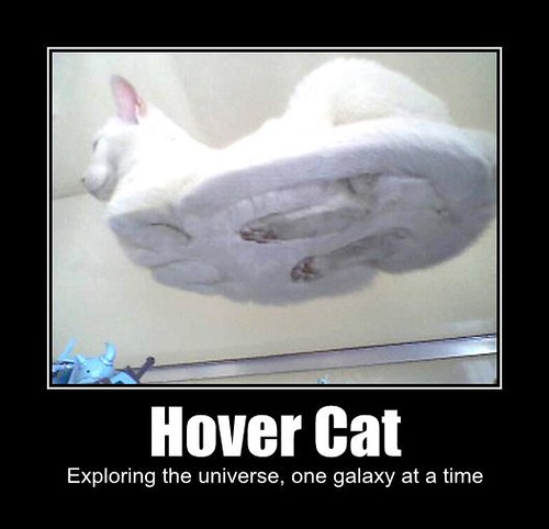 misspatchesmom1's tweet photo. #HoverCat https://t.co/35x74mtbEJ