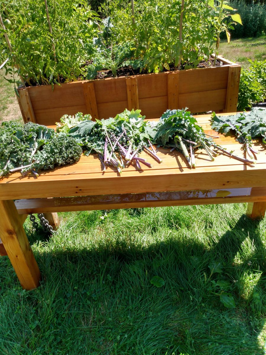 Kale récolté hier dans le jardin communautaire de Glendon! 🥬 

Quite a handful of kale harvested yesterday from Glendon Community Garden! 👇

<a href="/GlendonCampus/">Glendon Campus YorkU</a> #YorkU #YorkUniversity