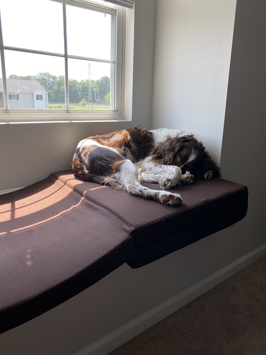 AkselRhodes's tweet photo. Life is ruff #watchingmomwork #imsleepingreally https://t.co/WilyaLpSjk