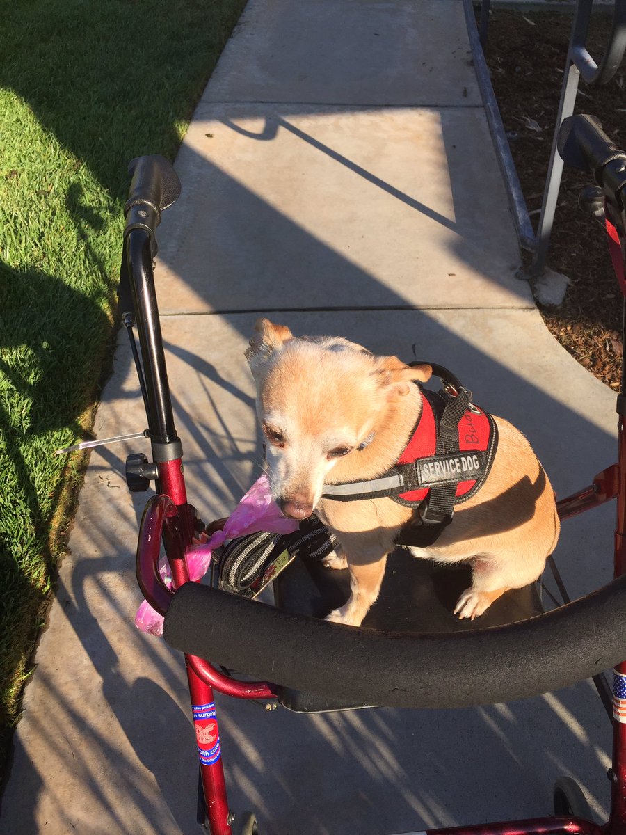 janWestBudPenny's tweet photo. Got tired so mum gave me a ride. It’s very hot here today 106. Gave me a great view looking for Zombies. With Penny’s nose and my look 👀 out we have it covered #ZSHQ https://t.co/QG0cEcL321