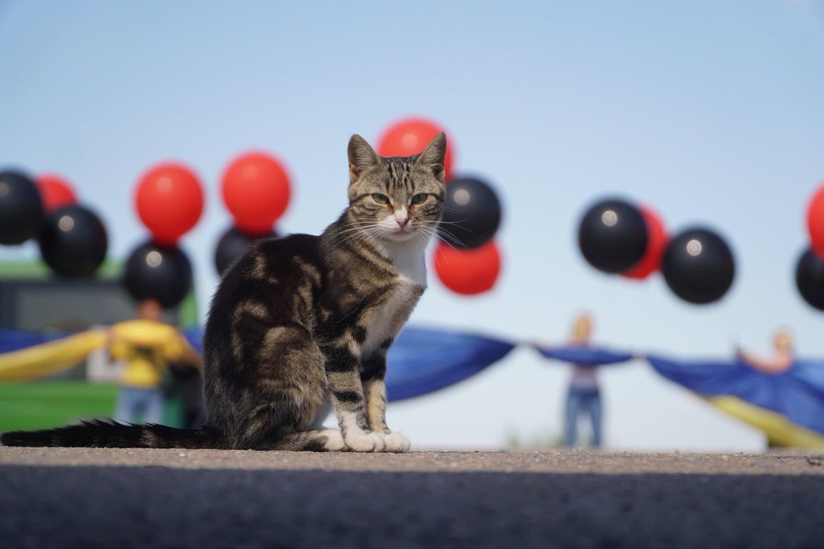 I know we’re all busy watching Belarus, but there’s a 25-metre wide #Ukraine flag flying over Russia-occupied #Crimea thanks to these activists (📸 Sergey Savchenko / Facebook):