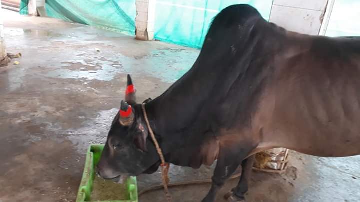 teamsevasft's tweet photo. #5th_Week
#Divya_Aadhaar
#Protection_to_Animals
#CONCERN_FOR_STRAY_ANIMALS_BY_SEVA_SOCIAL_FOUNDATION_TRUST
(Cows and Bulls are labelled with glow stickers in Bhubaneswar)BBSR-06.08.2020 
@BehuraGitanjali @SadasibaParida2 @ViralRotiBanks @Uditsahuodisha @sadasiba2013 @Sangram_Gala https://t.co/YxLdeU4YbA
