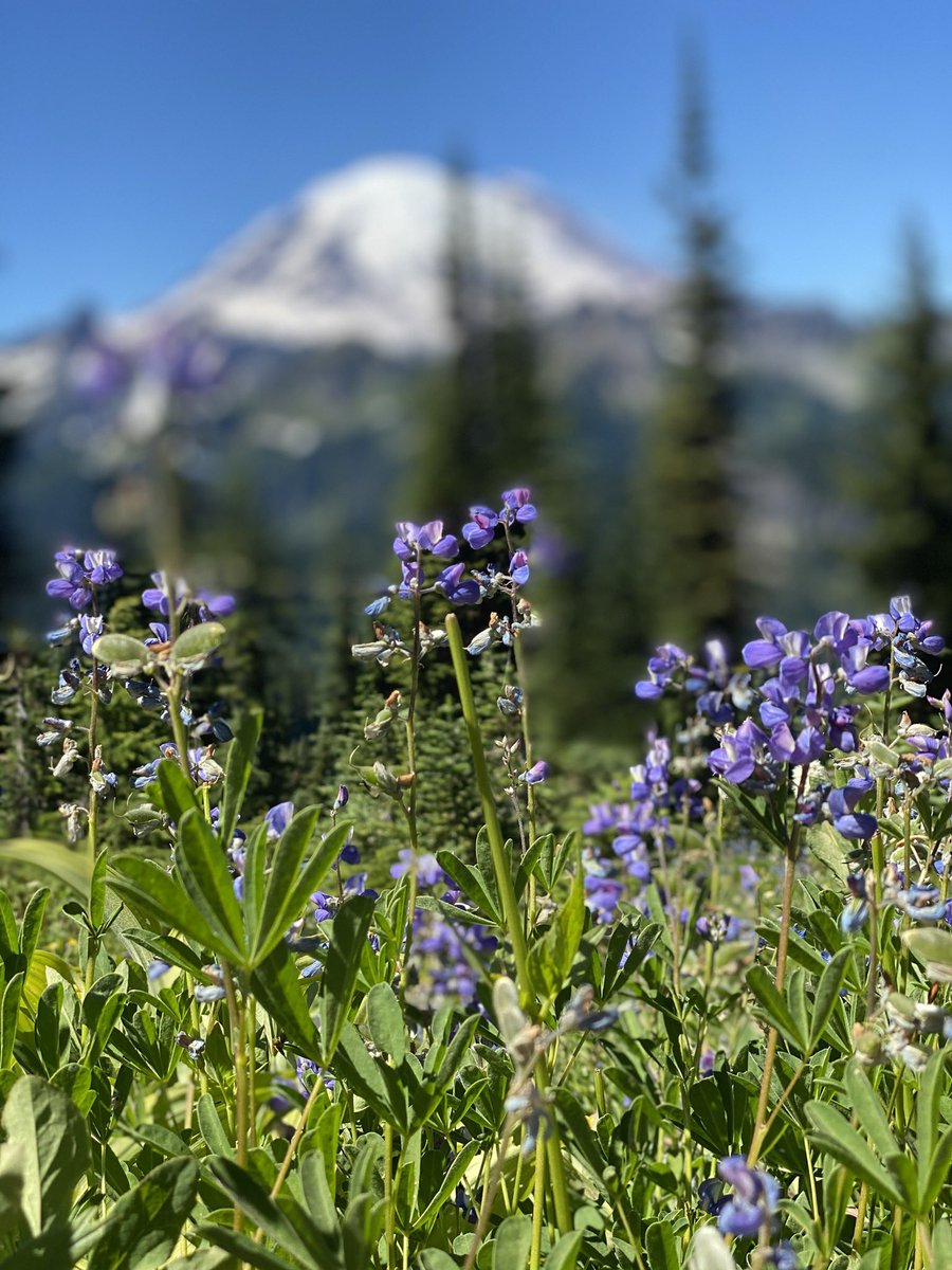 holmanappz's tweet photo. Camping and hiking adventures. #nachespeakloop #littlenachescampground https://t.co/3OzD8Y7wVm
