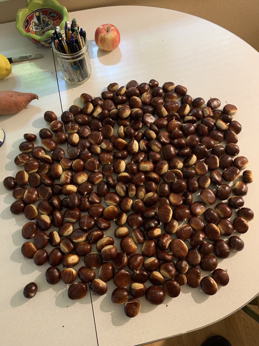 Edible mixed-species chestnuts are a climate-adaptive, stable food that can grow right where we live. Since we are getting into late Summer it's time for a new thread on how we are going to get a lot of chestnut trees growing! Here's a guide for some of the first steps. 1/