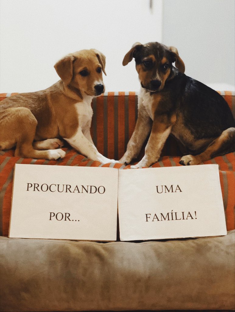 laratakasaki's tweet photo. Tico e Teco Para Adoção CONJUNTA!!                                             
                                                                   
eles tem 3 meses, vermifugo e antipulga em dia,vão tomar vacina na semana que vem! ficarão porte médio/grande. 

ajudem divulgando! https://t.co/W9JRH5qCQd