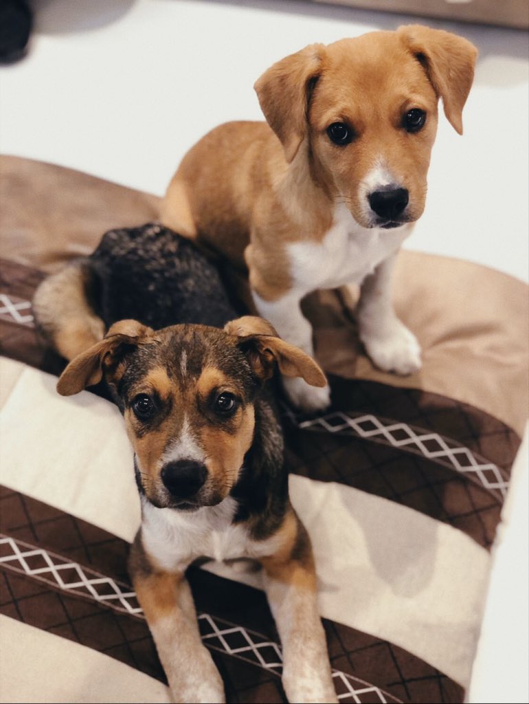 laratakasaki's tweet photo. Tico e Teco Para Adoção CONJUNTA!!                                             
                                                                   
eles tem 3 meses, vermifugo e antipulga em dia,vão tomar vacina na semana que vem! ficarão porte médio/grande. 

ajudem divulgando! https://t.co/W9JRH5qCQd
