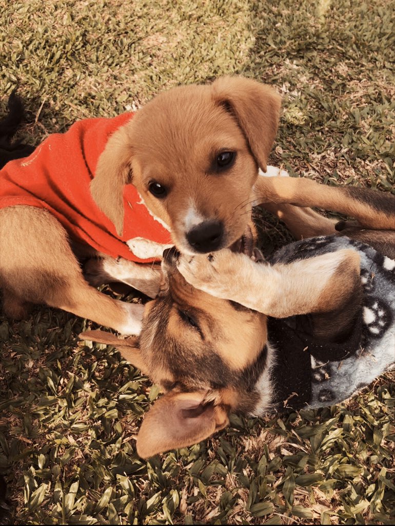 laratakasaki's tweet photo. Tico e Teco Para Adoção CONJUNTA!!                                             
                                                                   
eles tem 3 meses, vermifugo e antipulga em dia,vão tomar vacina na semana que vem! ficarão porte médio/grande. 

ajudem divulgando! https://t.co/W9JRH5qCQd