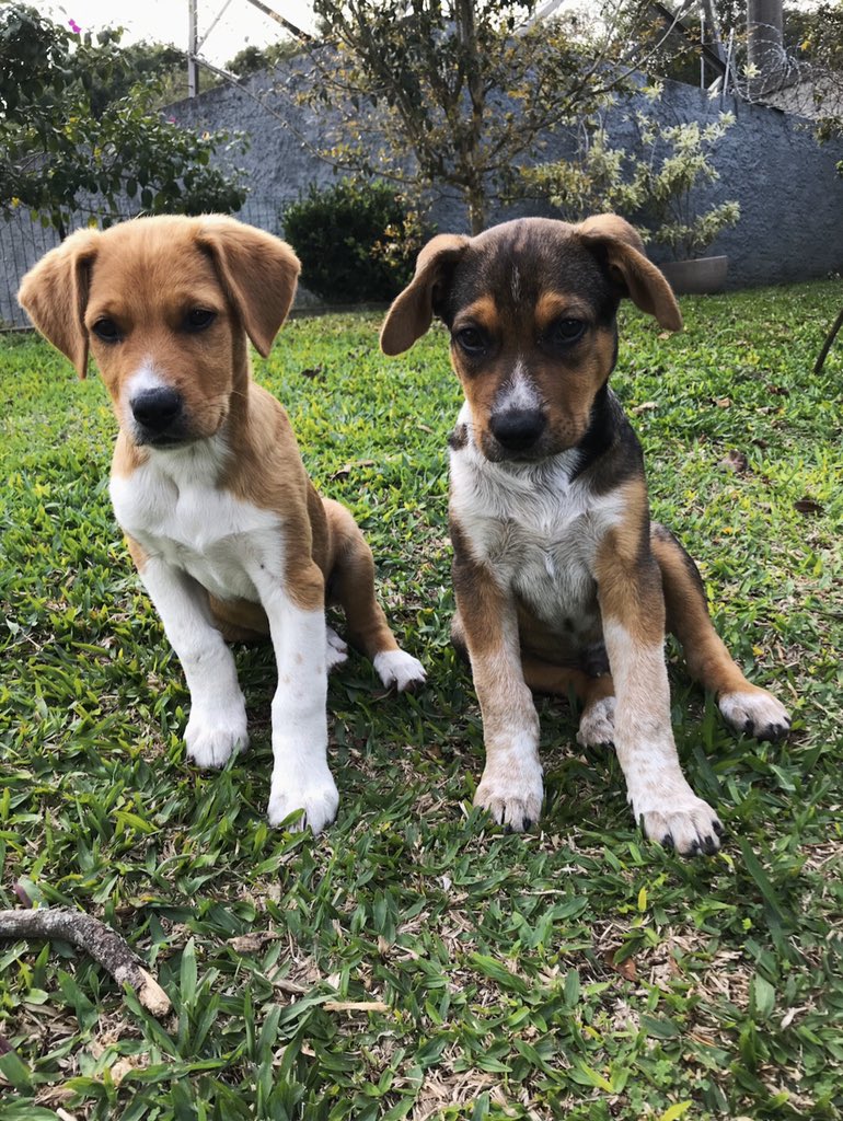 laratakasaki's tweet photo. Tico e Teco Para Adoção CONJUNTA!!                                             
                                                                   
eles tem 3 meses, vermifugo e antipulga em dia,vão tomar vacina na semana que vem! ficarão porte médio/grande. 

ajudem divulgando! https://t.co/W9JRH5qCQd