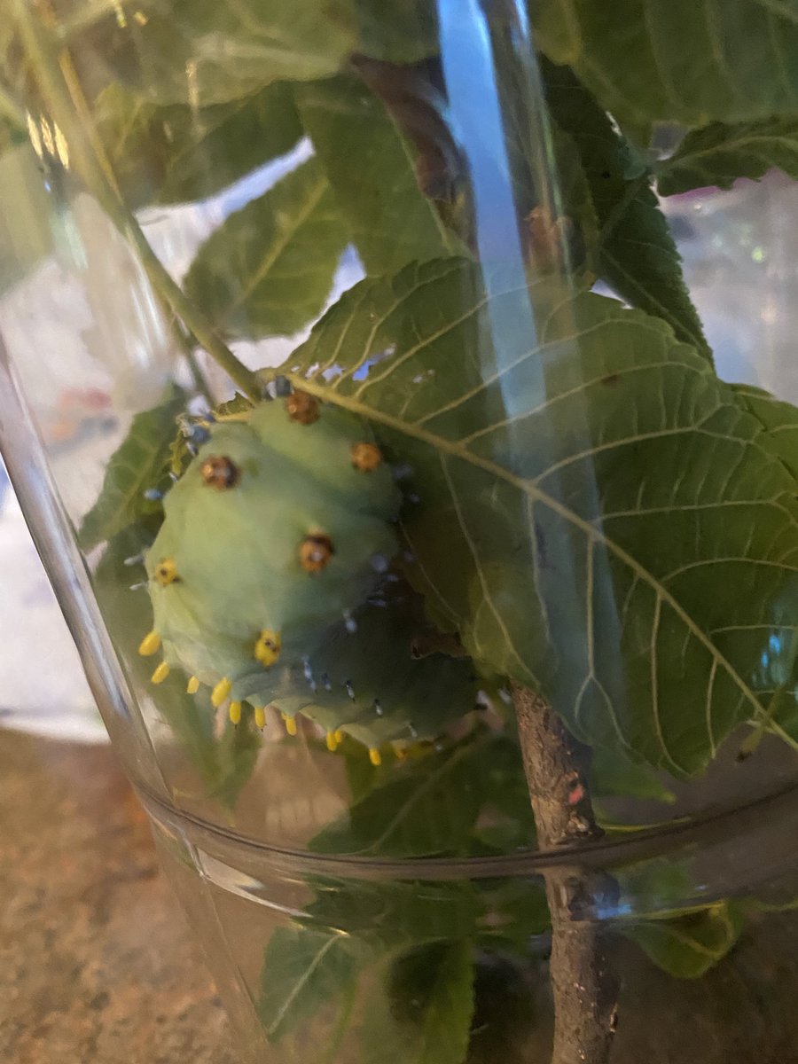 SoilLorax's tweet photo. What kind of huge #caterpillar is this? Found it defoliating our black walnut tree. It's almost the size of a hot dog! #IdentifyThis https://t.co/4nHKVPqQQd