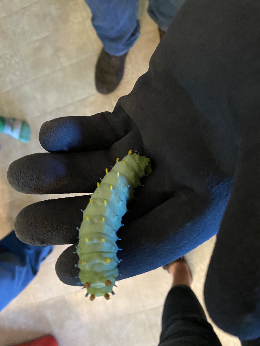 SoilLorax's tweet photo. What kind of huge #caterpillar is this? Found it defoliating our black walnut tree. It's almost the size of a hot dog! #IdentifyThis https://t.co/4nHKVPqQQd