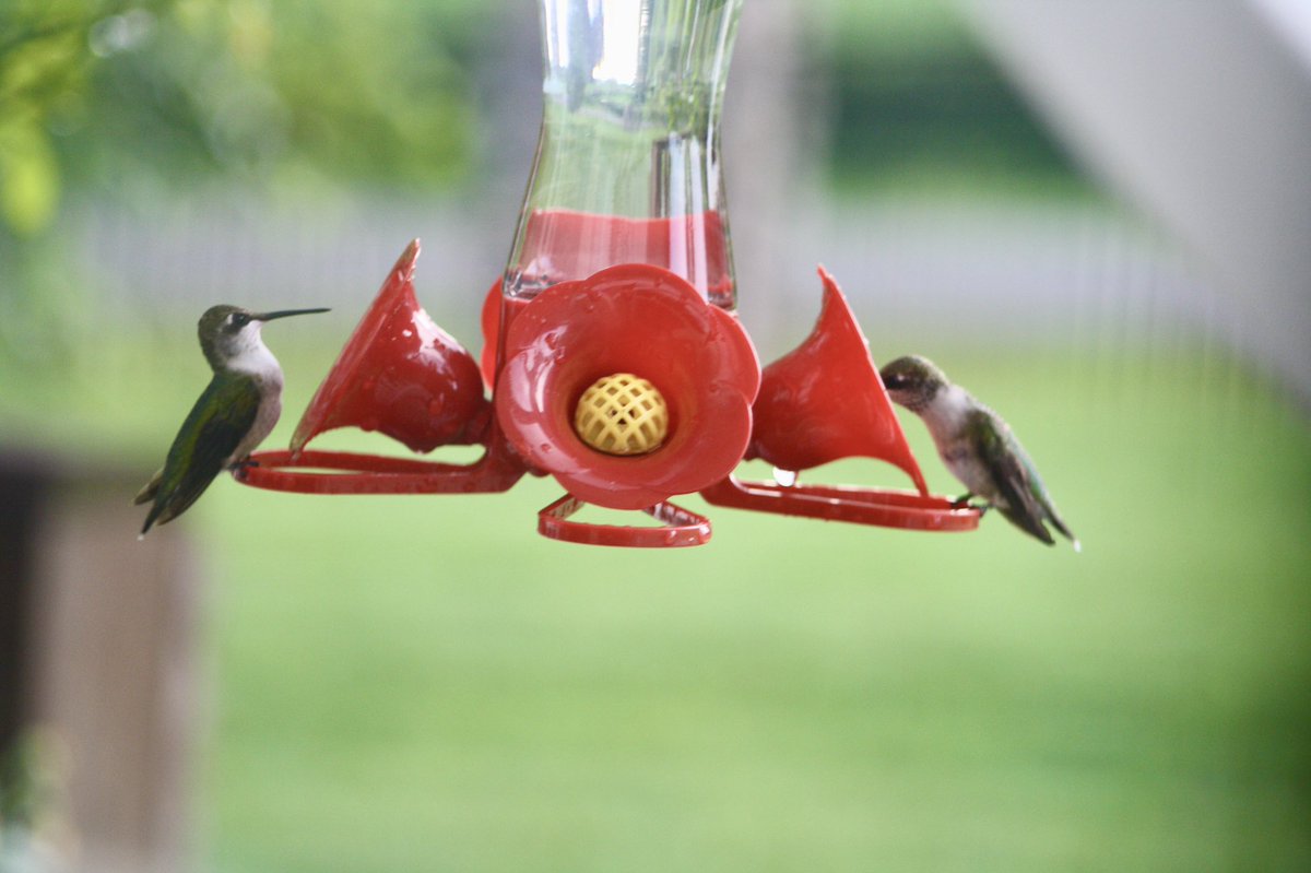 Have a couple of hummingbirds hanging out in my backyard, loves these little ones.