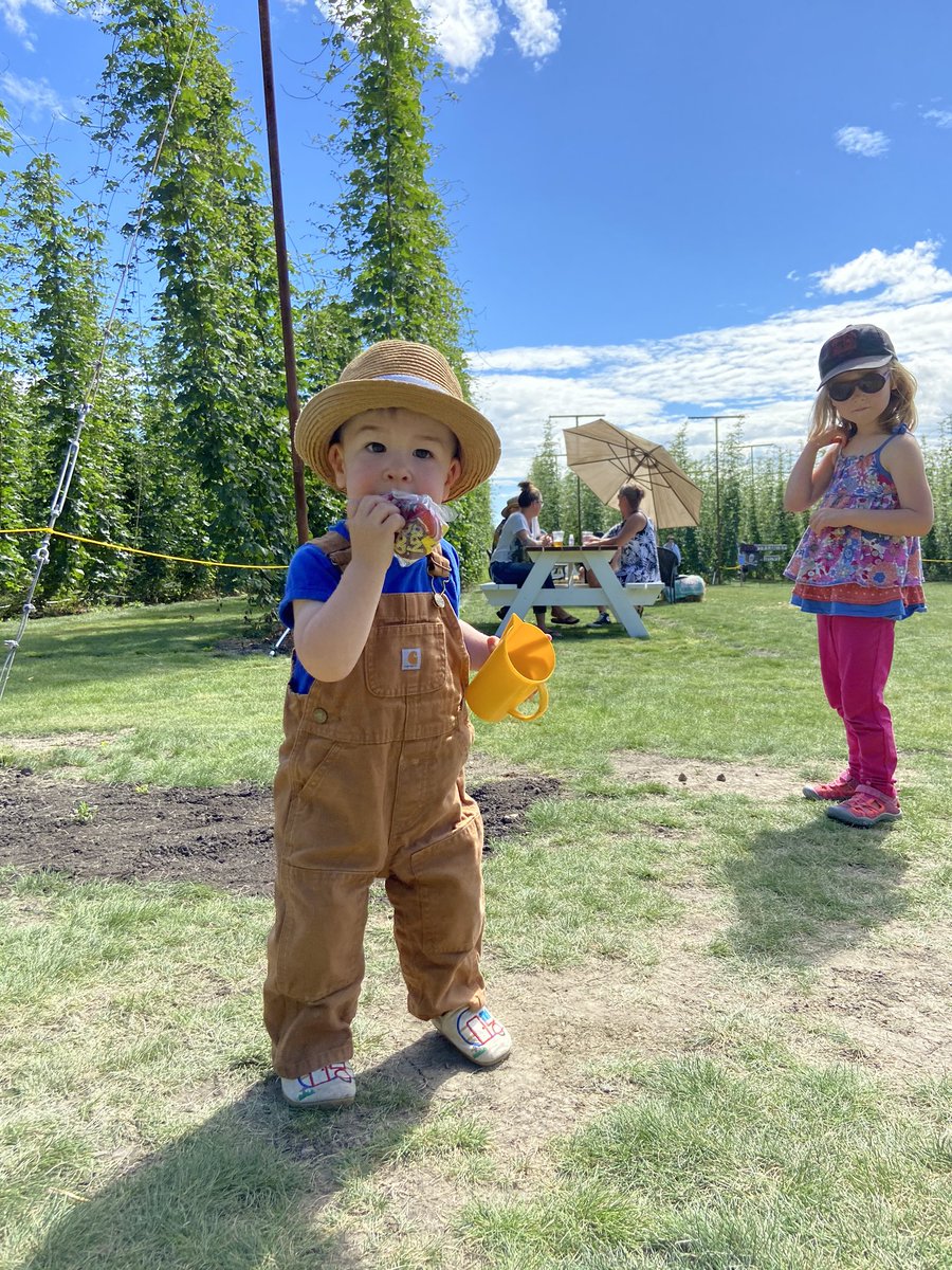redshedmalting's tweet image. Hot summer day, delicious beers, activities for the kids and an amazing  hop tour @HardHels with @RedHartBrewing for @OpenFarmDays #localhops #localmalt #localbeer #redhartbrewing #openfarmdays ☀️