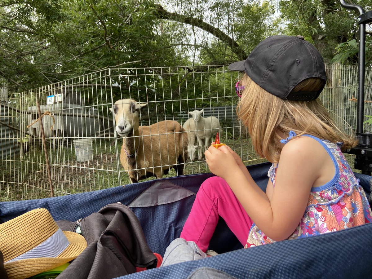 redshedmalting's tweet image. Hot summer day, delicious beers, activities for the kids and an amazing  hop tour @HardHels with @RedHartBrewing for @OpenFarmDays #localhops #localmalt #localbeer #redhartbrewing #openfarmdays ☀️
