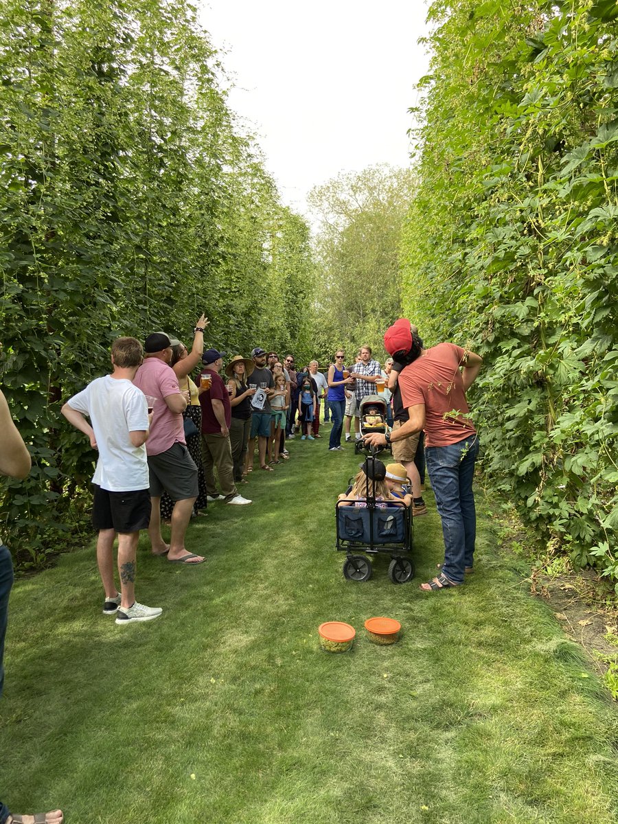 redshedmalting's tweet image. Hot summer day, delicious beers, activities for the kids and an amazing  hop tour @HardHels with @RedHartBrewing for @OpenFarmDays #localhops #localmalt #localbeer #redhartbrewing #openfarmdays ☀️