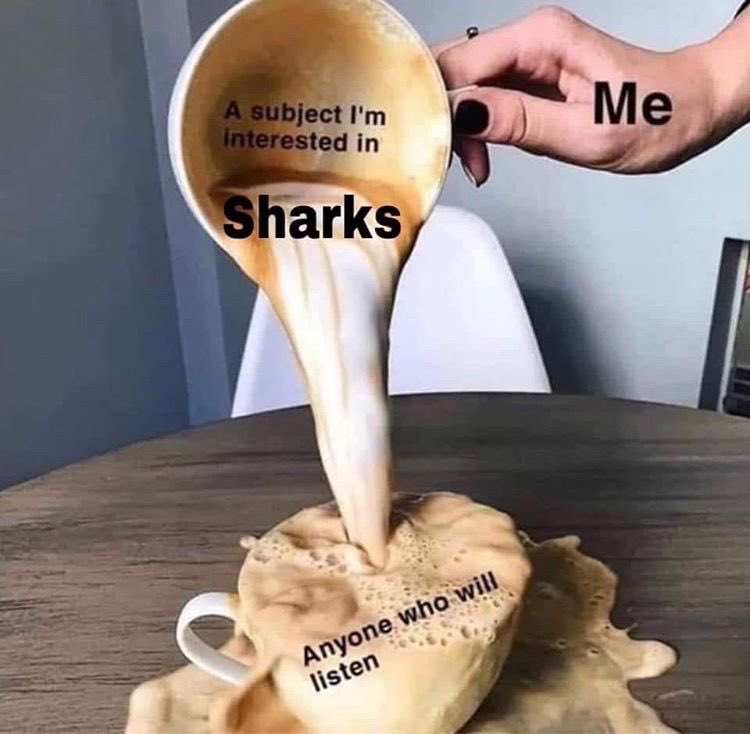 annieguttridge's tweet photo. Relatable? 😝
#sharkweek https://t.co/qF6hyWRFkU