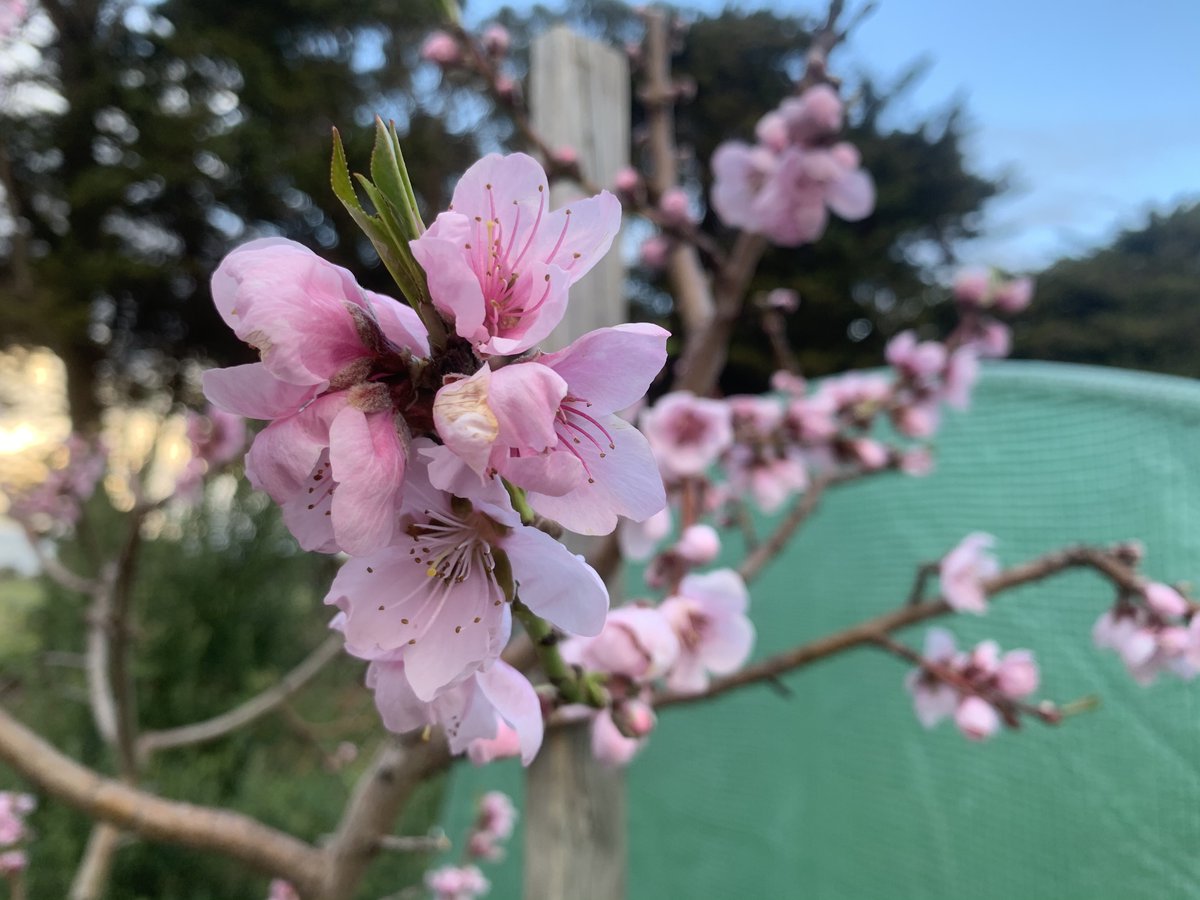 Wormlovers's tweet photo. Enjoy these blossoms on our farm! Spring seems to be really early this year!!! https://t.co/hXhC3cdKmC