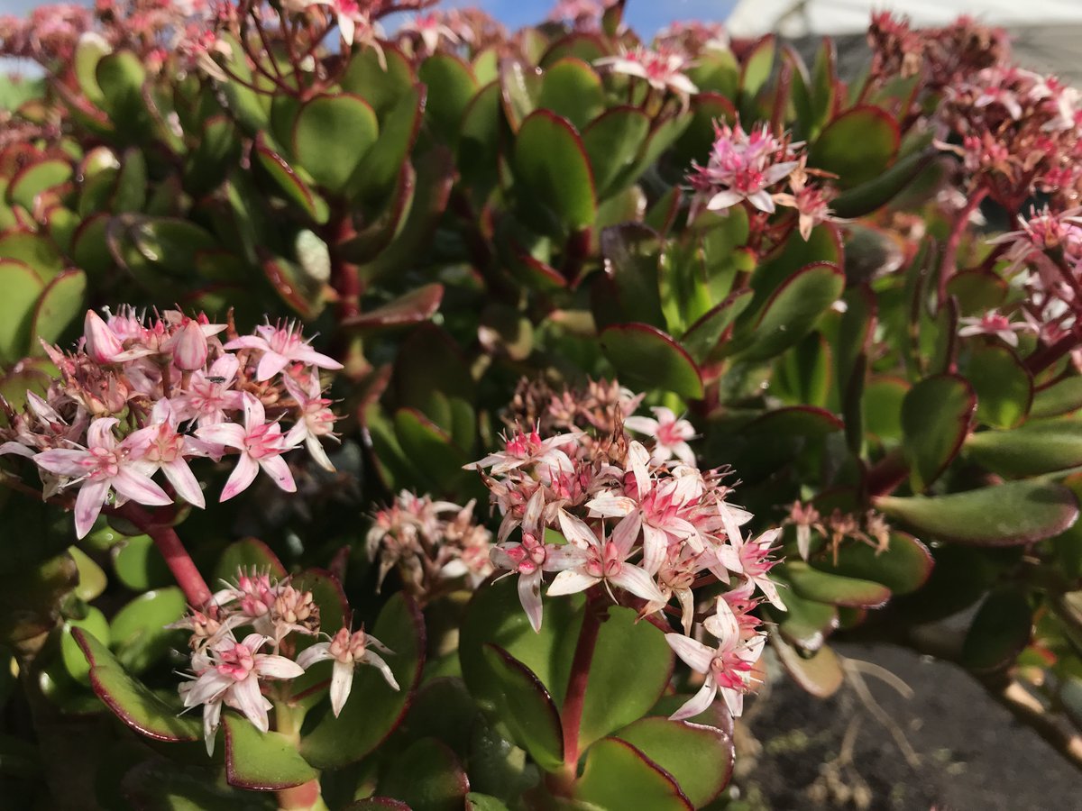 Wormlovers's tweet photo. Enjoy these blossoms on our farm! Spring seems to be really early this year!!! https://t.co/hXhC3cdKmC