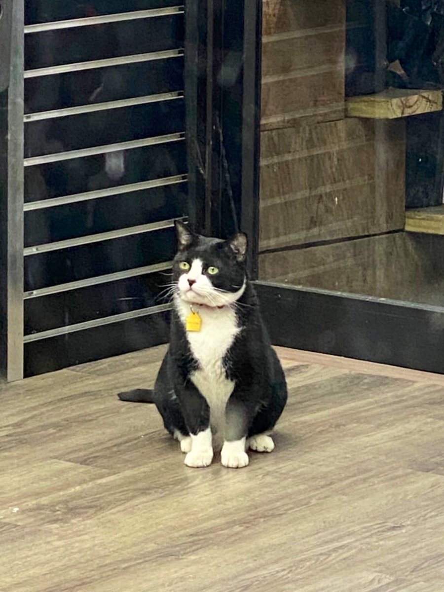 Bodegacats_'s tweet photo. https://t.co/wKx5NlC9XR